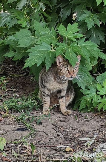 Кошка в дар