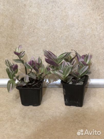 Бегония вечноцветущая