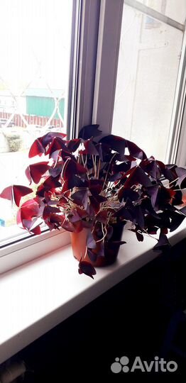 Кислица треугольная (Oxalis triangularis)