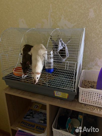 Крыса дамбо с клеткой