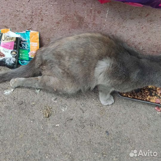 Ищет дом кот, травма лапы. Некуда идти из клиники