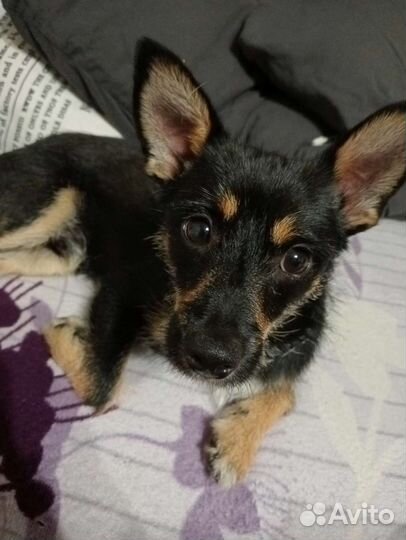 Собака в добрые руки