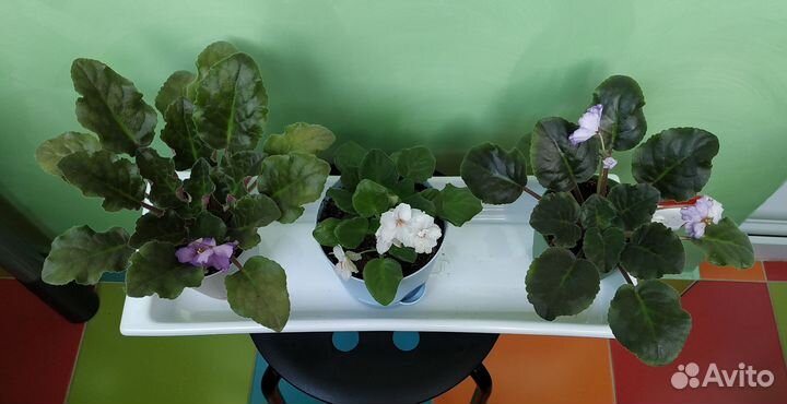 Фиалки и детки белая и фиолетовые