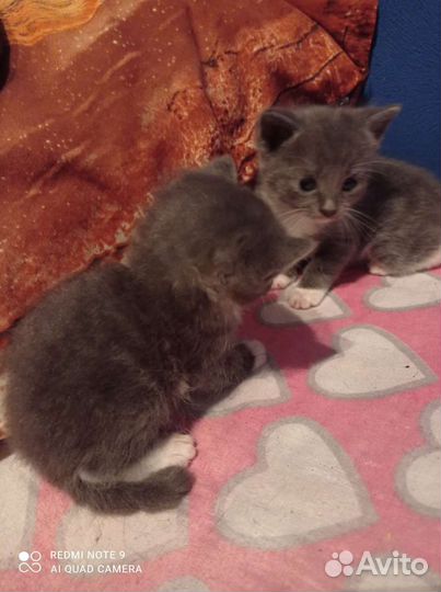 Котята сибирской кошки