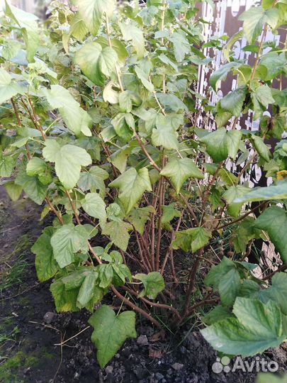 Черенки черной смородины