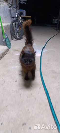 Черный пушистый кот в добрые руки