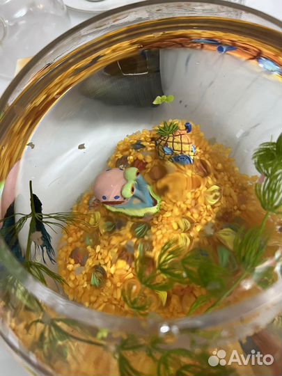Круглый аквариум с рыбкой