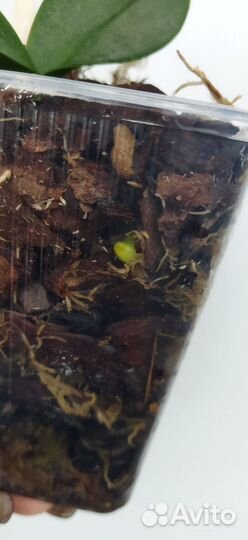 Орхидея фаленопсис биг лип