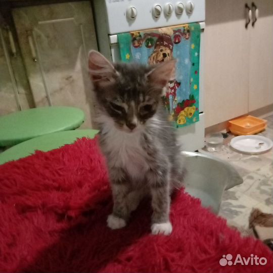 Котенка в добрые руки девочка