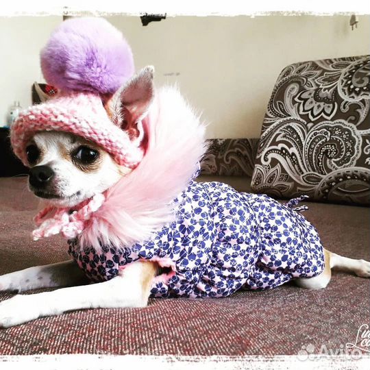 Одежда для маленьких собак