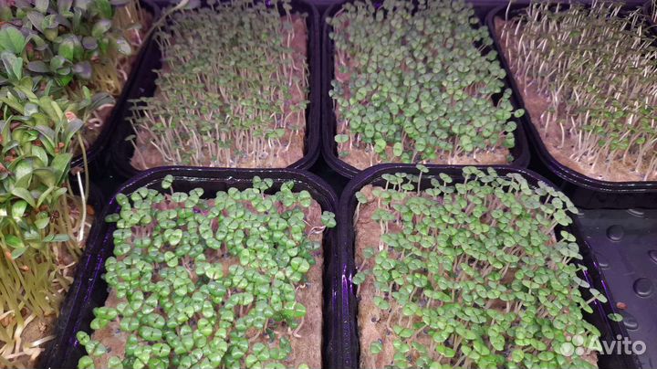 Микрозелень