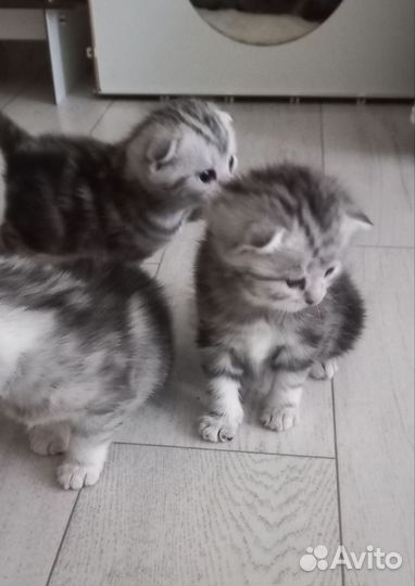 Шотландская