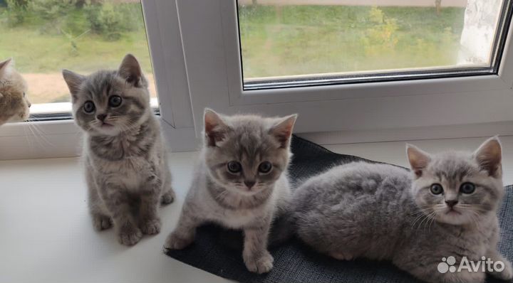 Шотландские котята