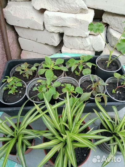 Комнатные растения цветы