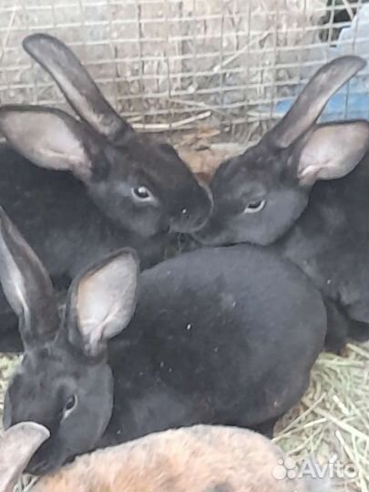 Красивые кролики Рэкс