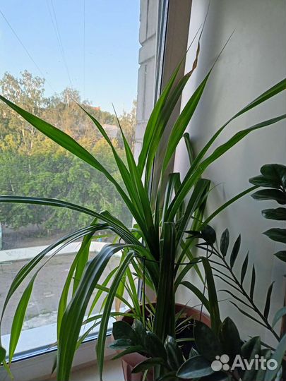 Цветы комнатные много разных