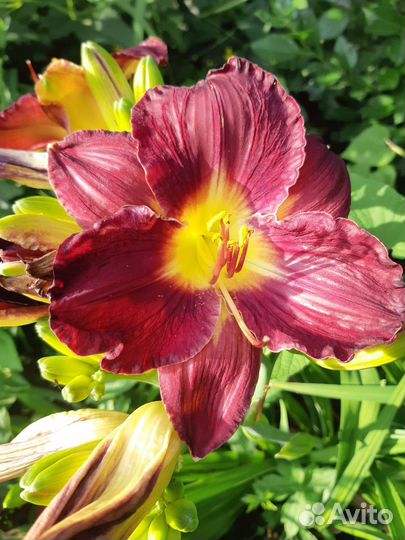 Сортовые лилейники