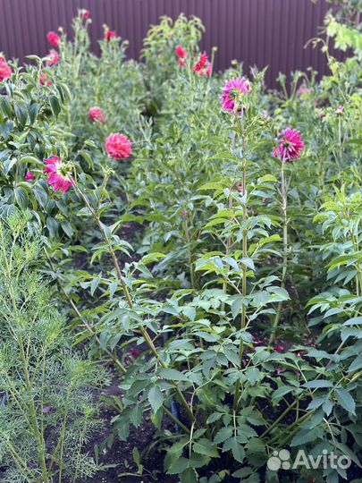 Георгины клубни