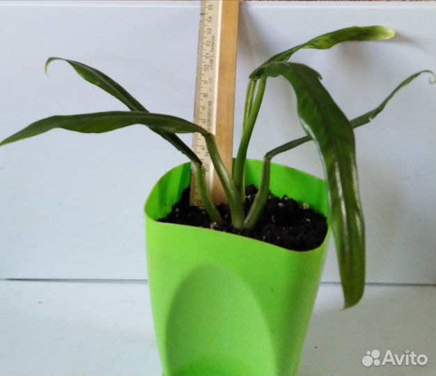 Филодендрон Элеганс изящный