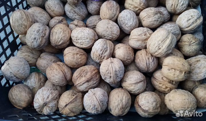 Орех грецкий