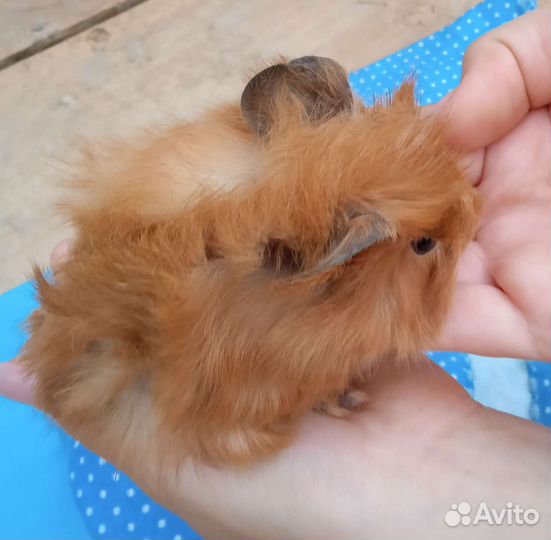 Морские свинки