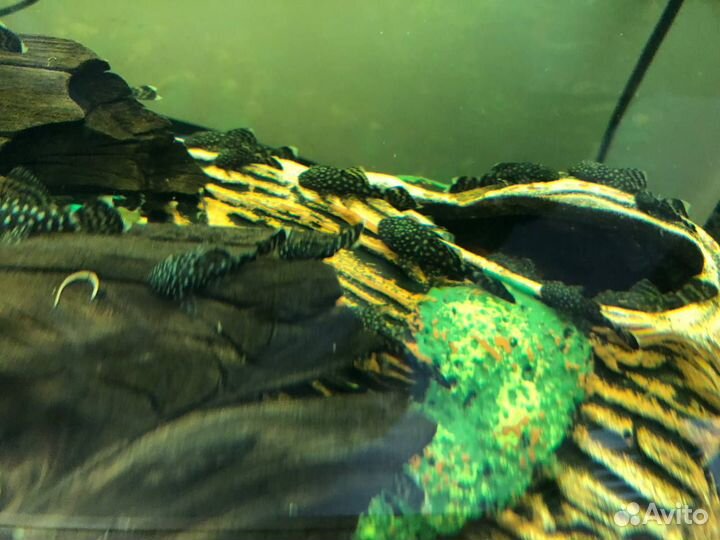 Сомики анциструсы