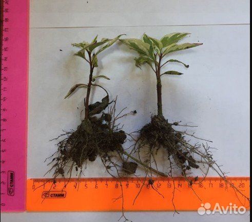 Рассада дерна элегантиссимо