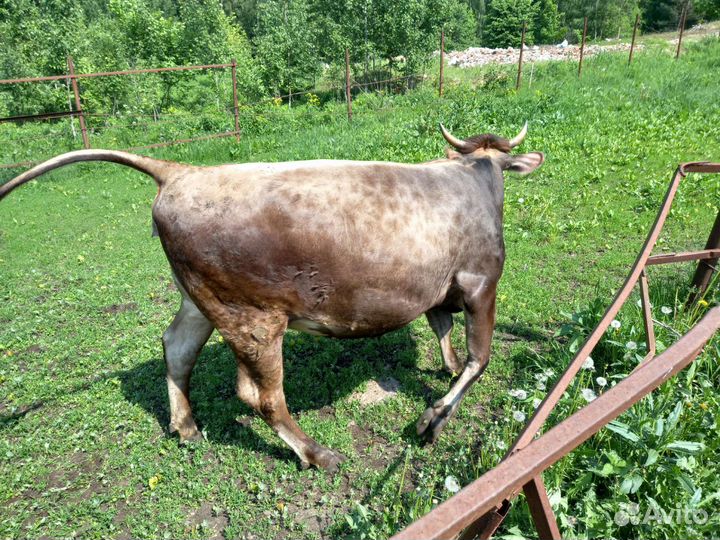 Корова нетель