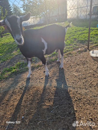 Продам дойных коз