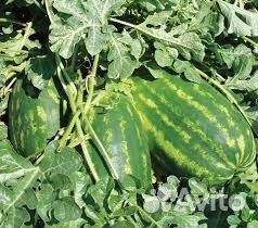 Фарао F1 семена арбуза (Syngenta / Сингента)