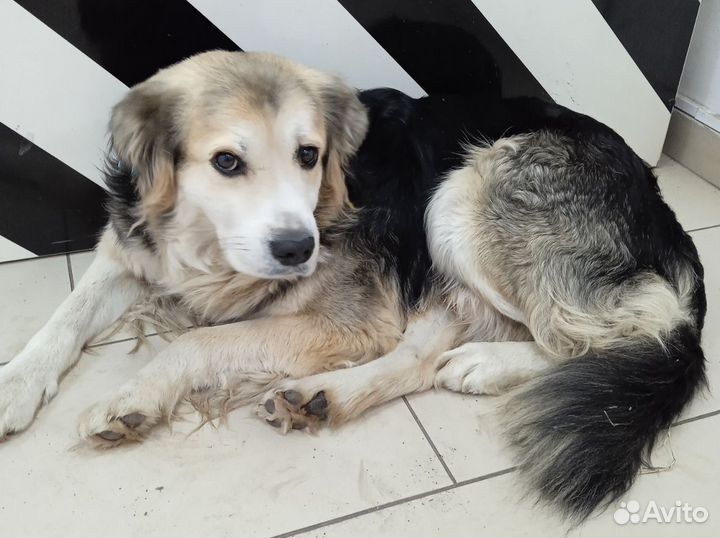 Собачка на улице