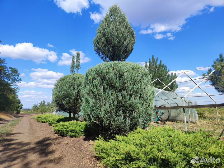 Можжевельник крупномер