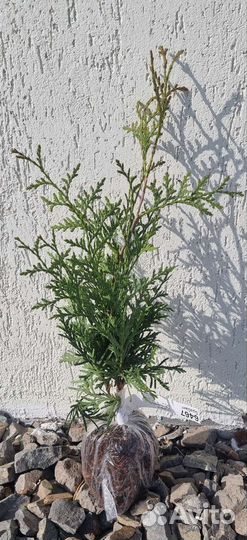 Туя западный Брабант