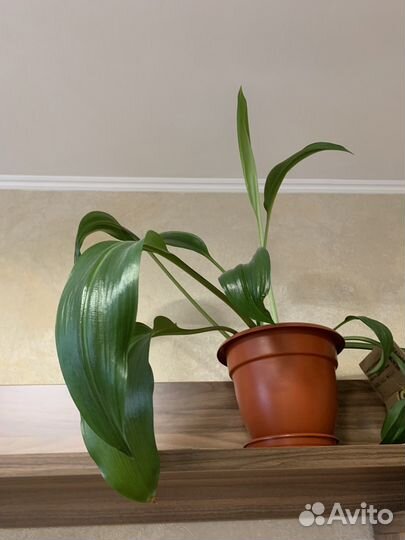 Эухарис амазонская лилия