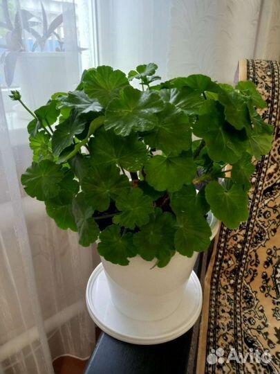 Герань пеларгония розебудная