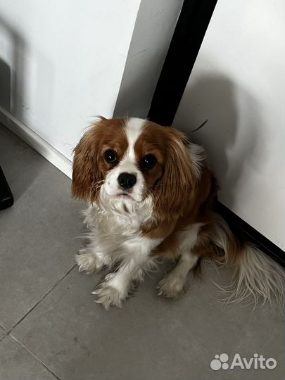 Аренда собаки для знакомств