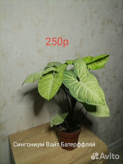 Живые комнатные растения