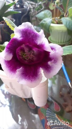 Цветы глоксиния