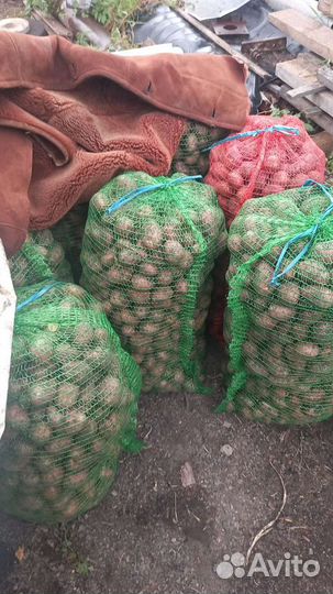 Мелкая картошка