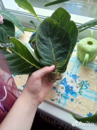 Детки глоксинии