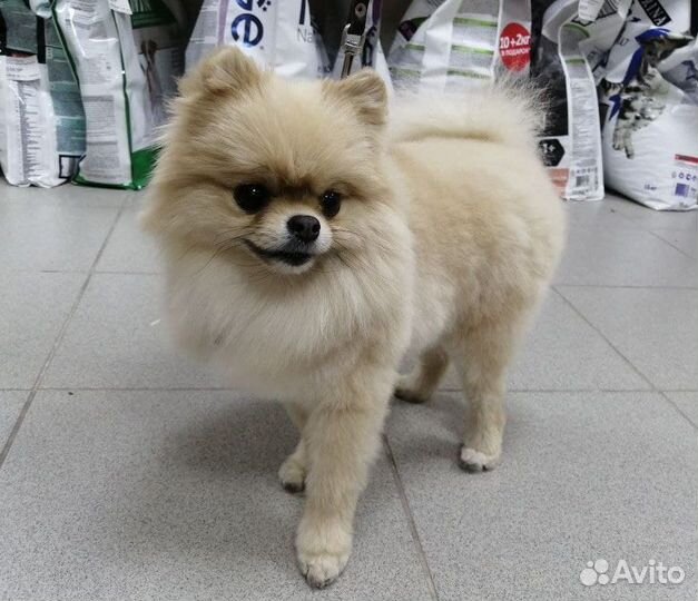 Стрижка кошек и собак в Тольятти. Грумер