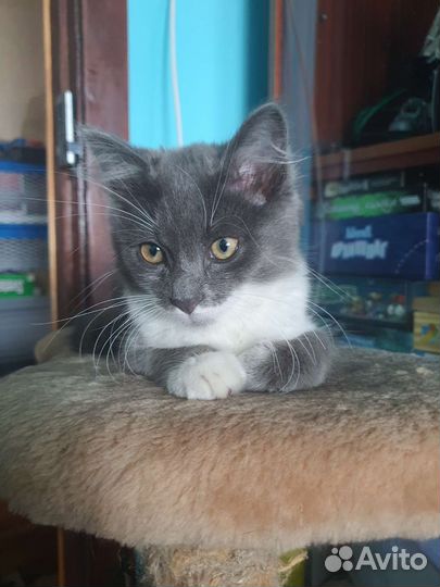 Котята в добрые руки бесплатно