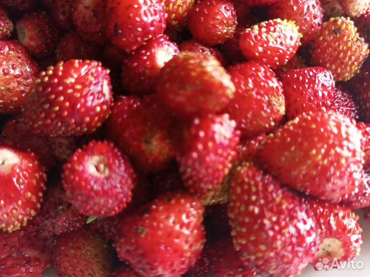 Рассада земляники садовой