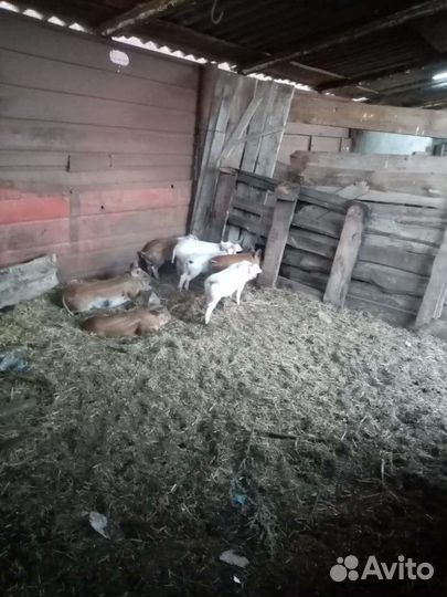 Свинья с поросятами