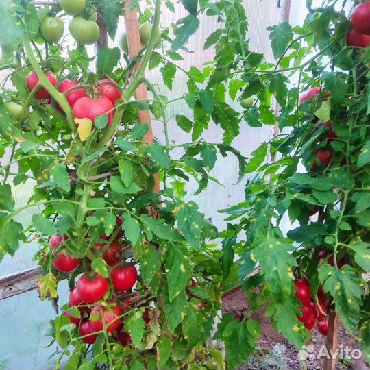 Помидора домашняя, кабачки, огурцы