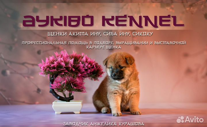 Красивые щенки Акита