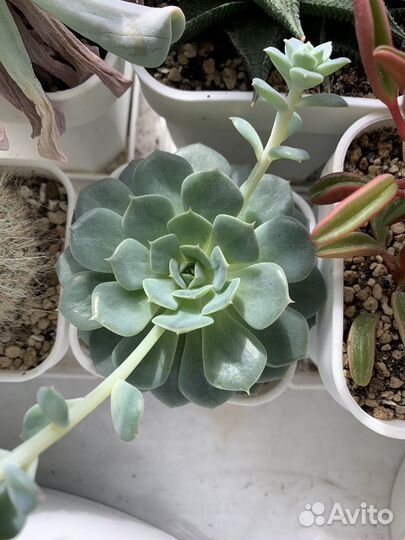 Суккуленты