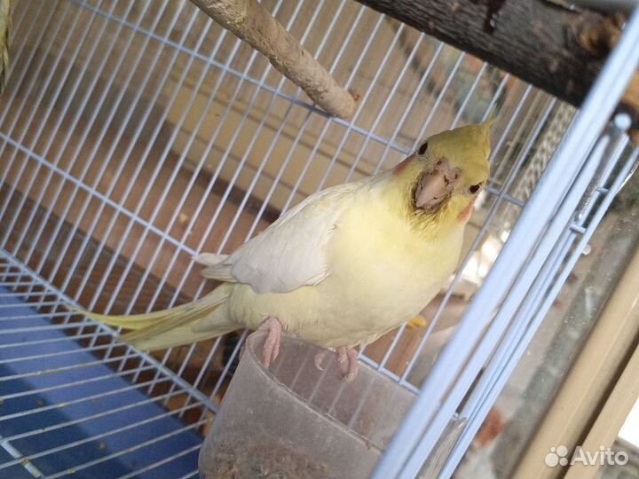 Попугай корелла девочка