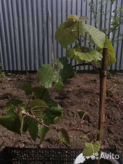 Саженцы винограда