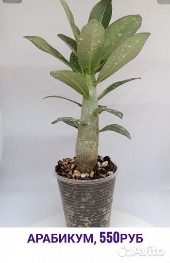 Саженцы адениум арабикум